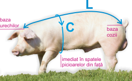 Estimare greutate porc | Vieri.ro